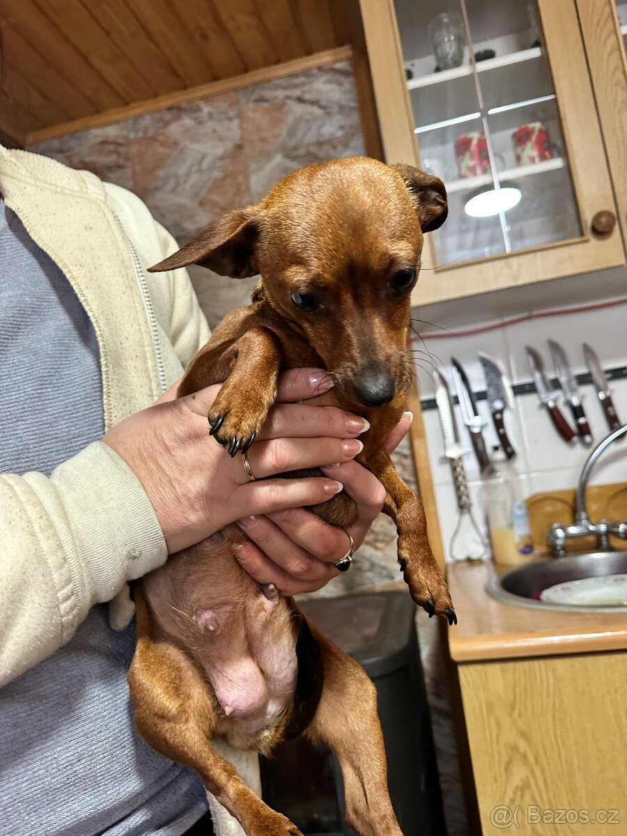 Pražský krysařík - 5