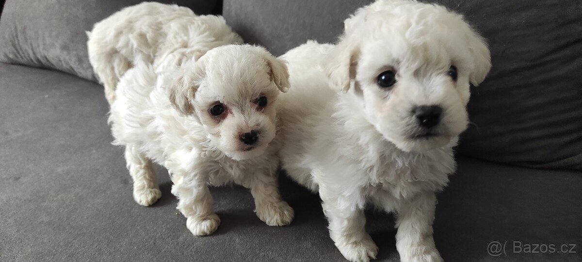 Bison štěňata s pp - 5