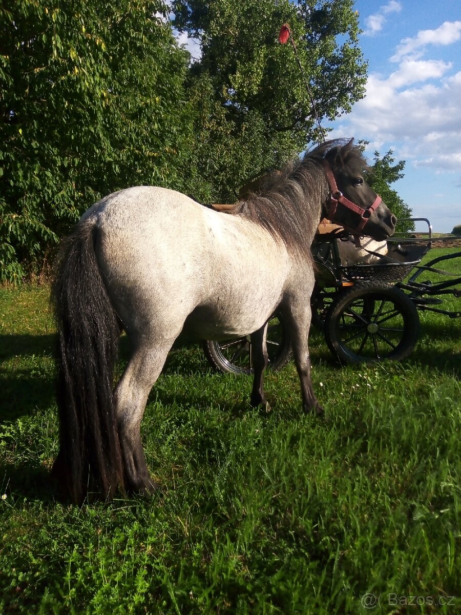 Shetland pony s pp - 5