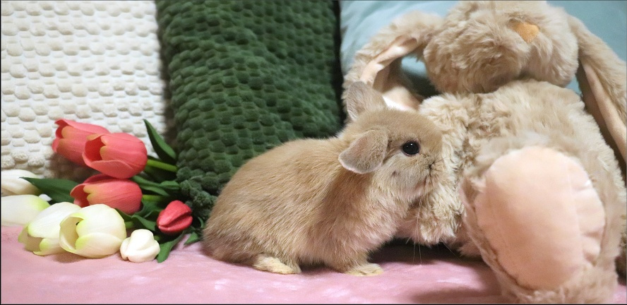 králíček MINILOP 💙 FLASH - 5