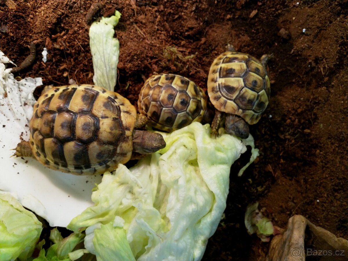 želva suchozemská - 5