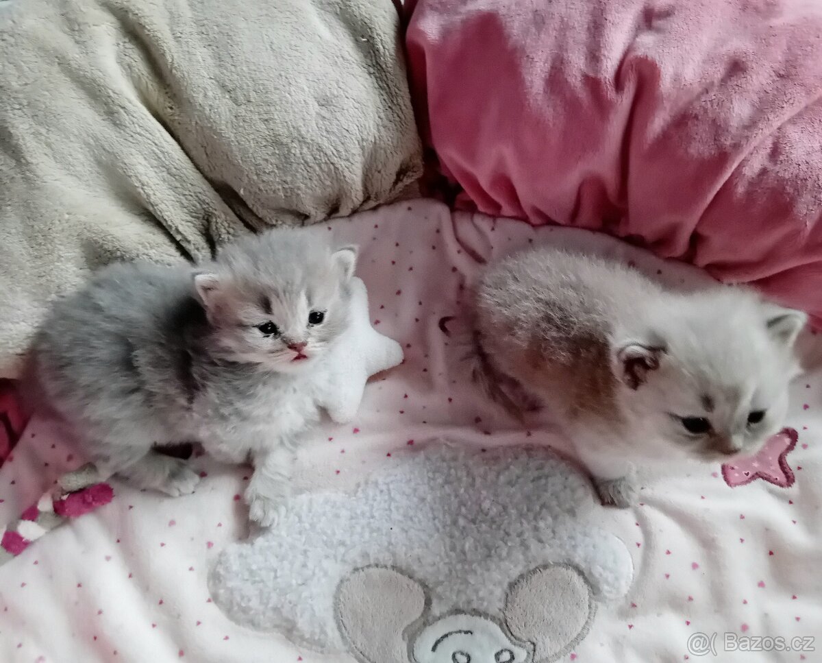 Britská koťátka s PP - 5