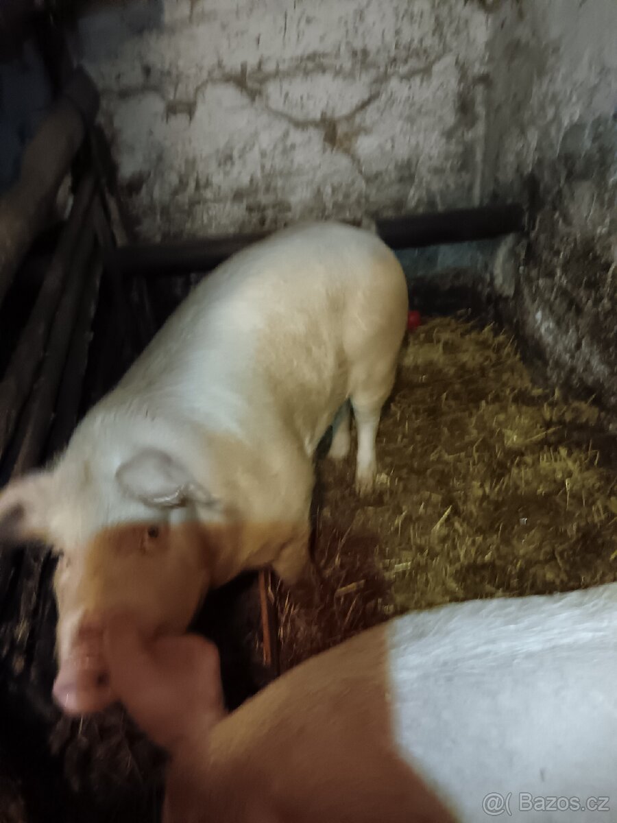 Prodám vykrmené prase - 5