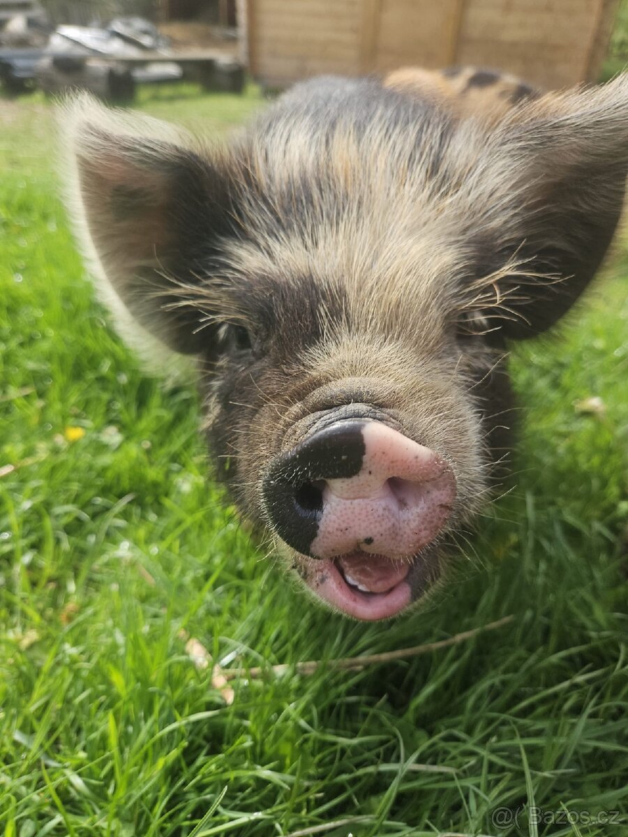 Selata kune kune - 5