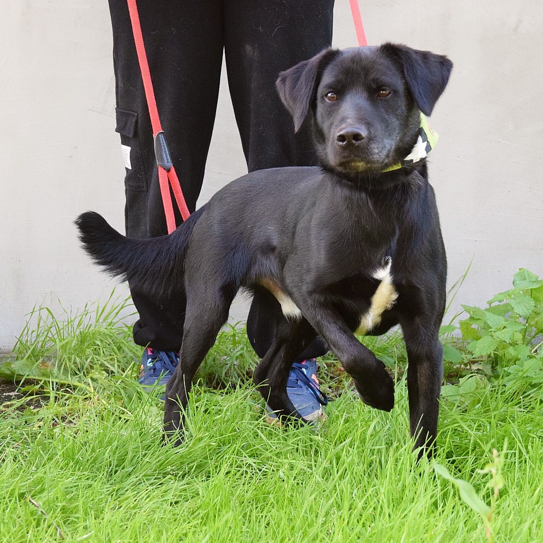 đź’“ Ducan – krásnĂ˝ ÄŤernĂ˝ bojovnĂk s velkĂ˝m srdcem - 5