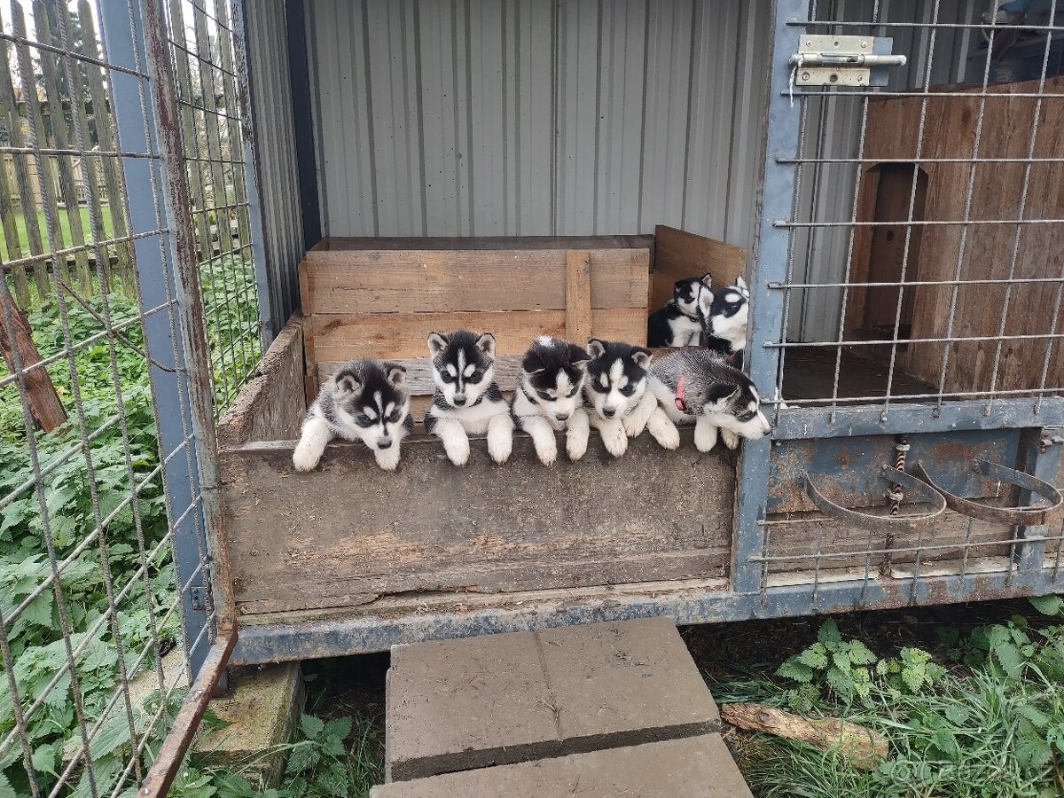 Sibiřský husky - 5