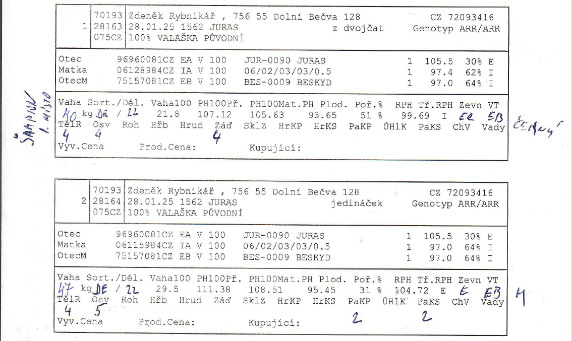 Valaška původní - chovný beran - 5