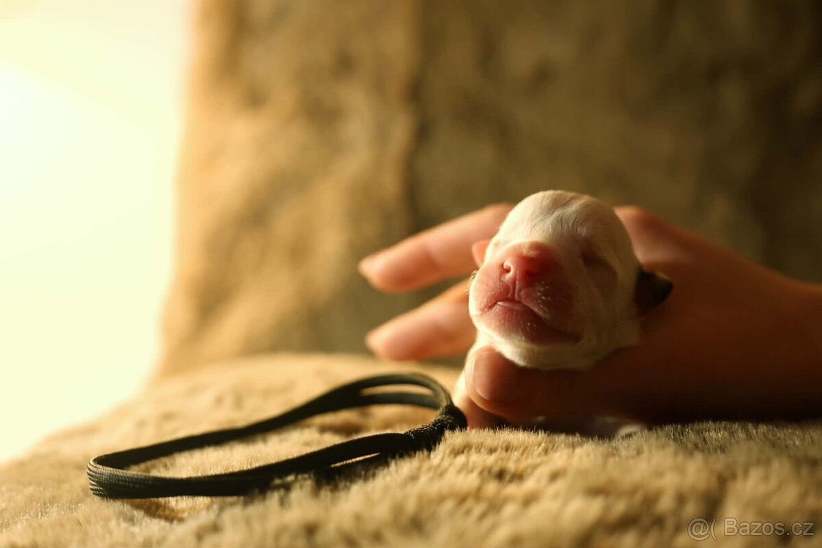 Americký stafordšírský teriér - štěňátka s PP - 5