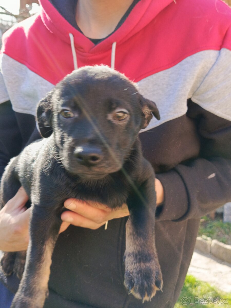 Daruji Štěně - 5