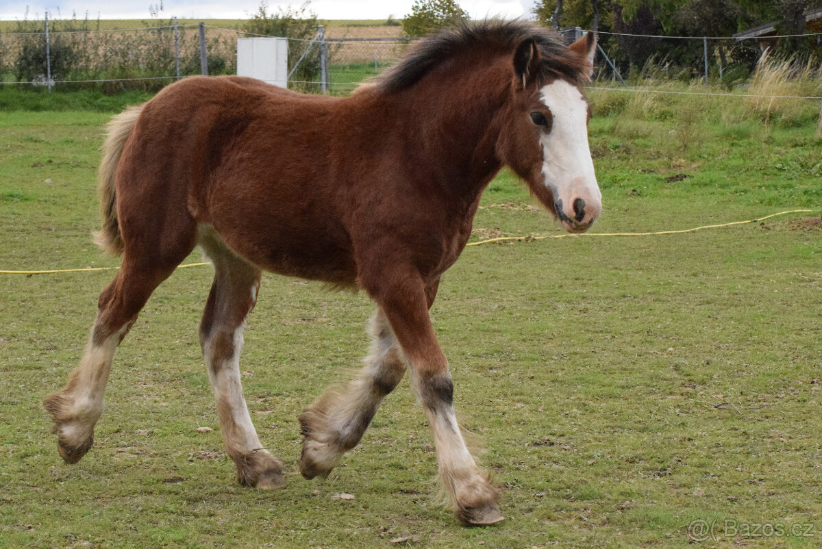 klisnička irský cob - 5