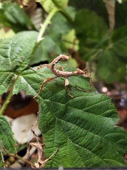 Pakobylky/strašilky-Strašilka australská-Extatosoma tiaratum - 5