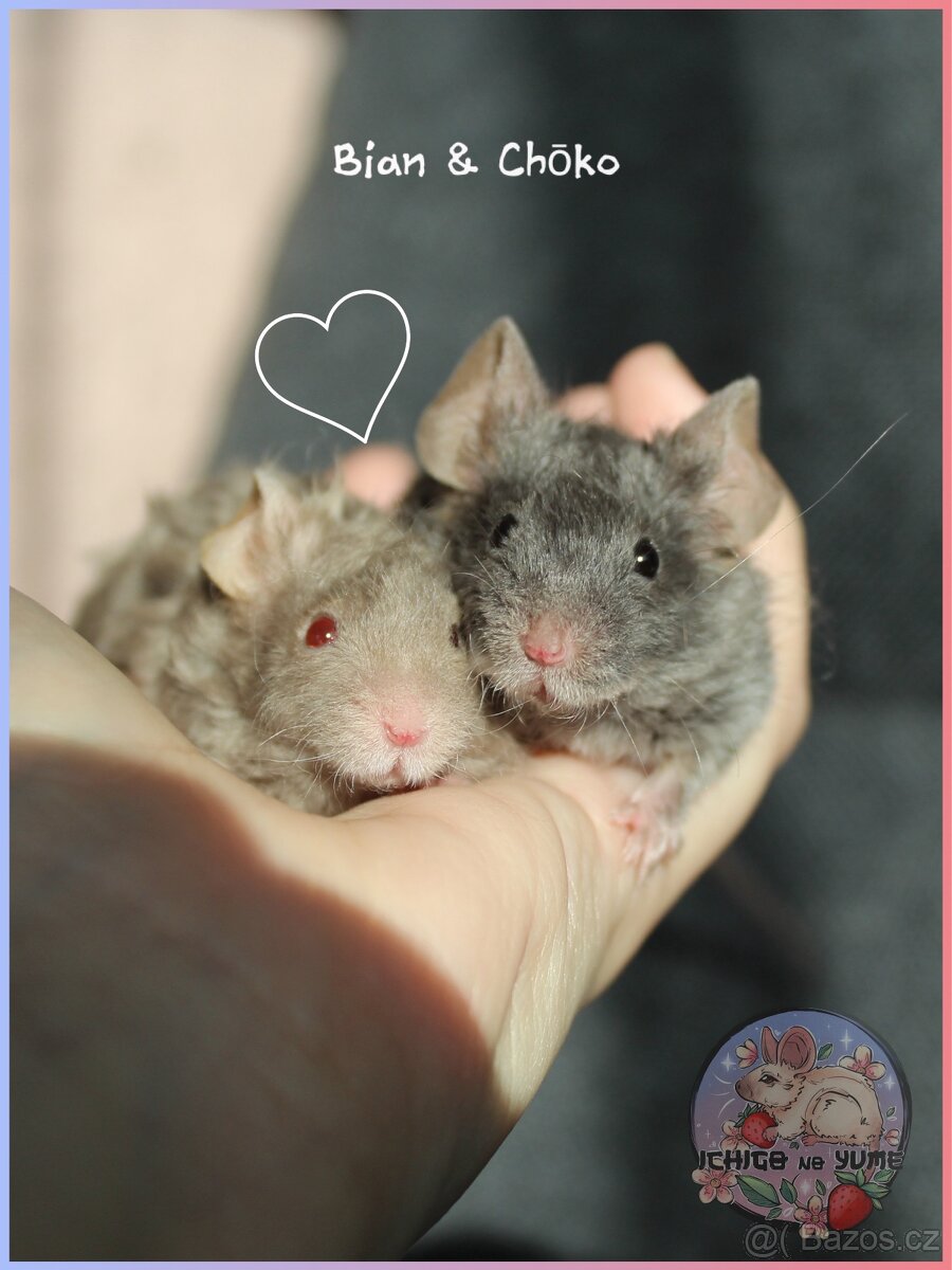 Barevné fancy myšky - 5