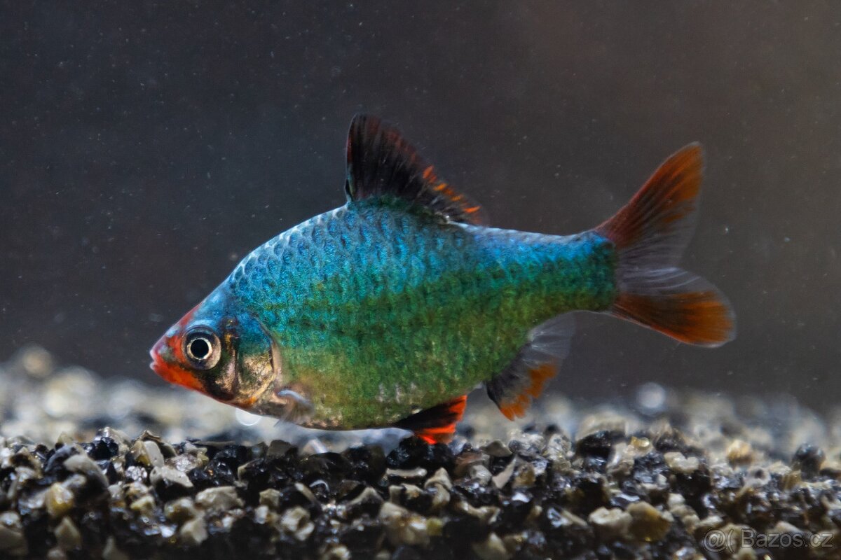 Prodám z odchovny akvarijní rybičky - 5