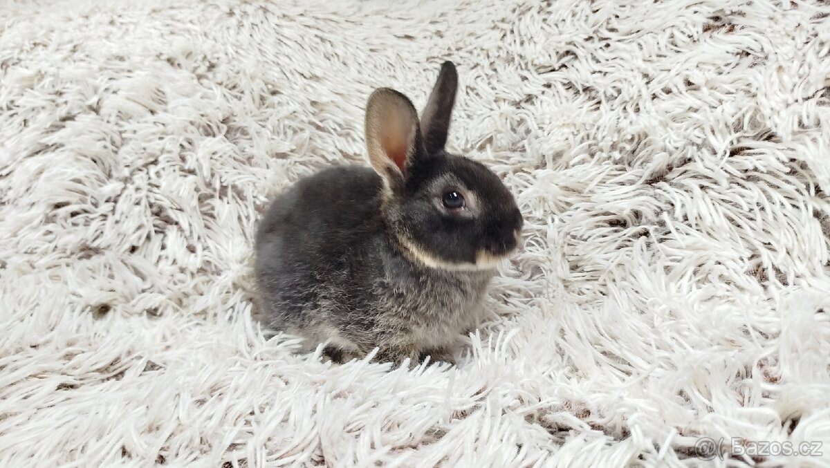 Zakrslý králík, králíček-(REX)-DAISY - 5