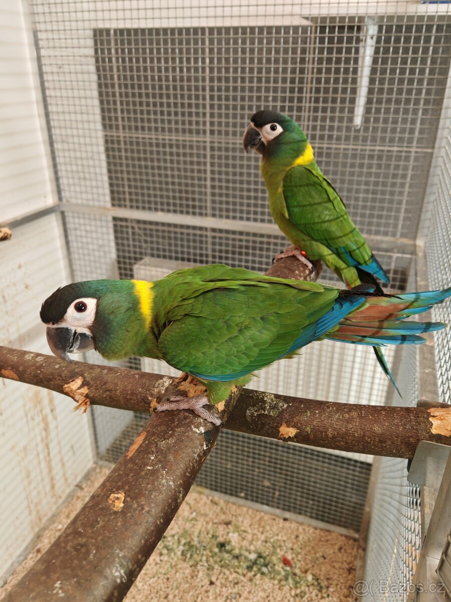 Ara žlutokrký, - 5