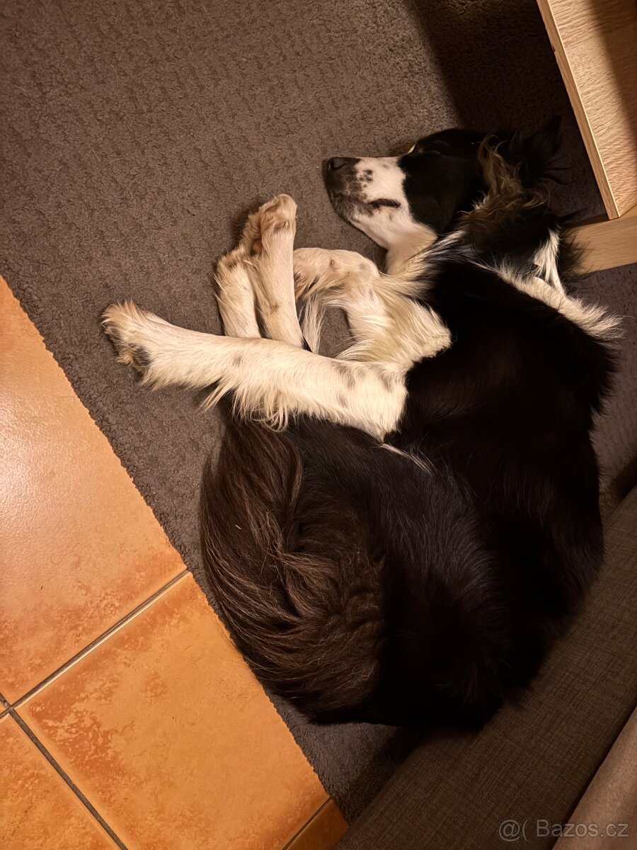 Border kolie- daruji - 5