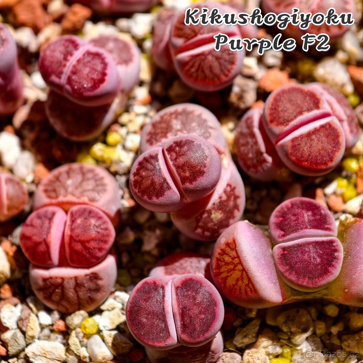Lithops a Conophytum - 5