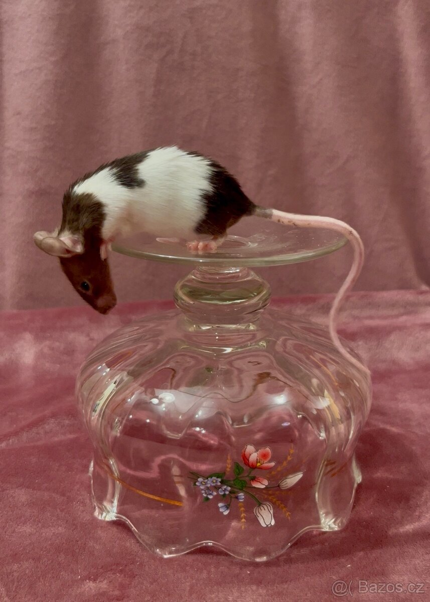 MYŠ BAREVNÁ - SPĚCHÁ - 5