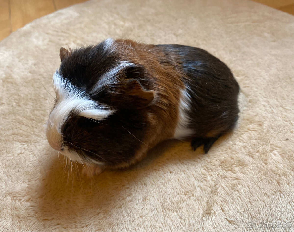 Volná morčátka k odběru - 5