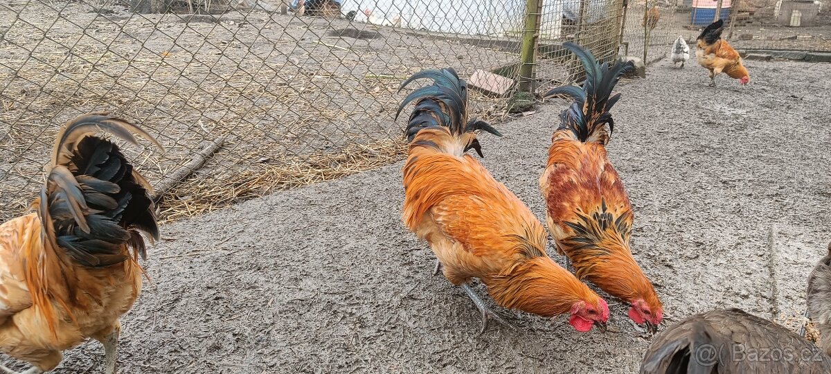 Šumavanka – kohouti - 5