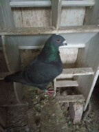 Prodam holuby giganty, americké výstavní a kalifornské - 5