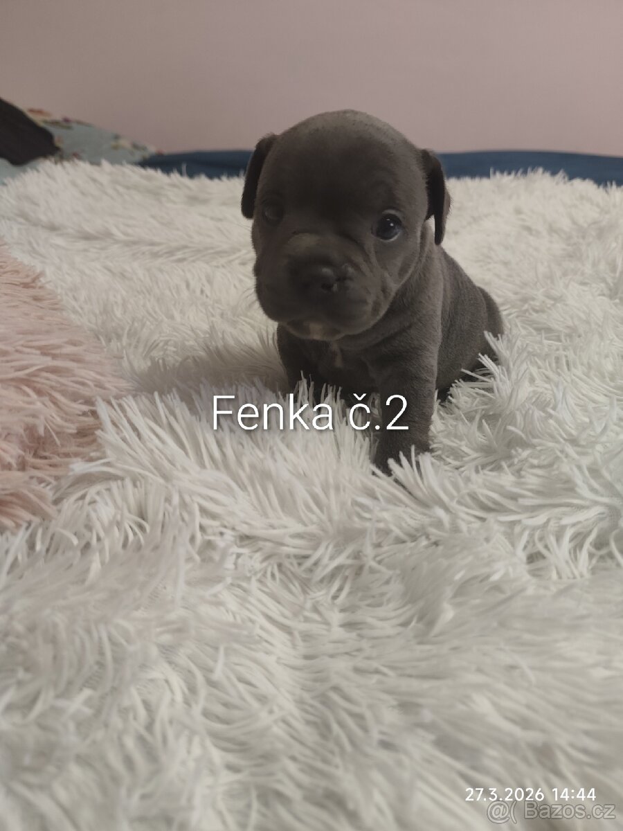 Stafordšírský bulteriér - 5