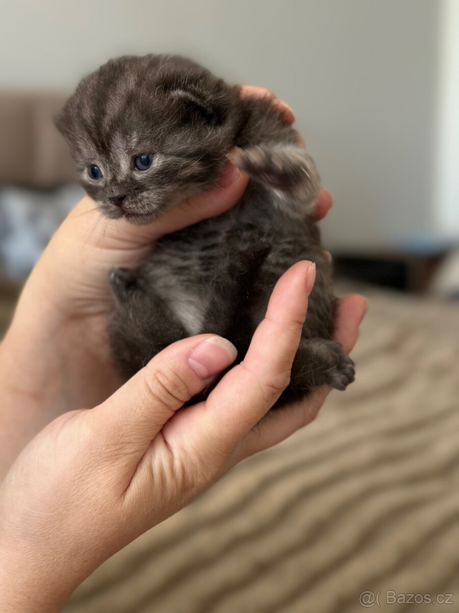 Britské koťátka whiskas - 5