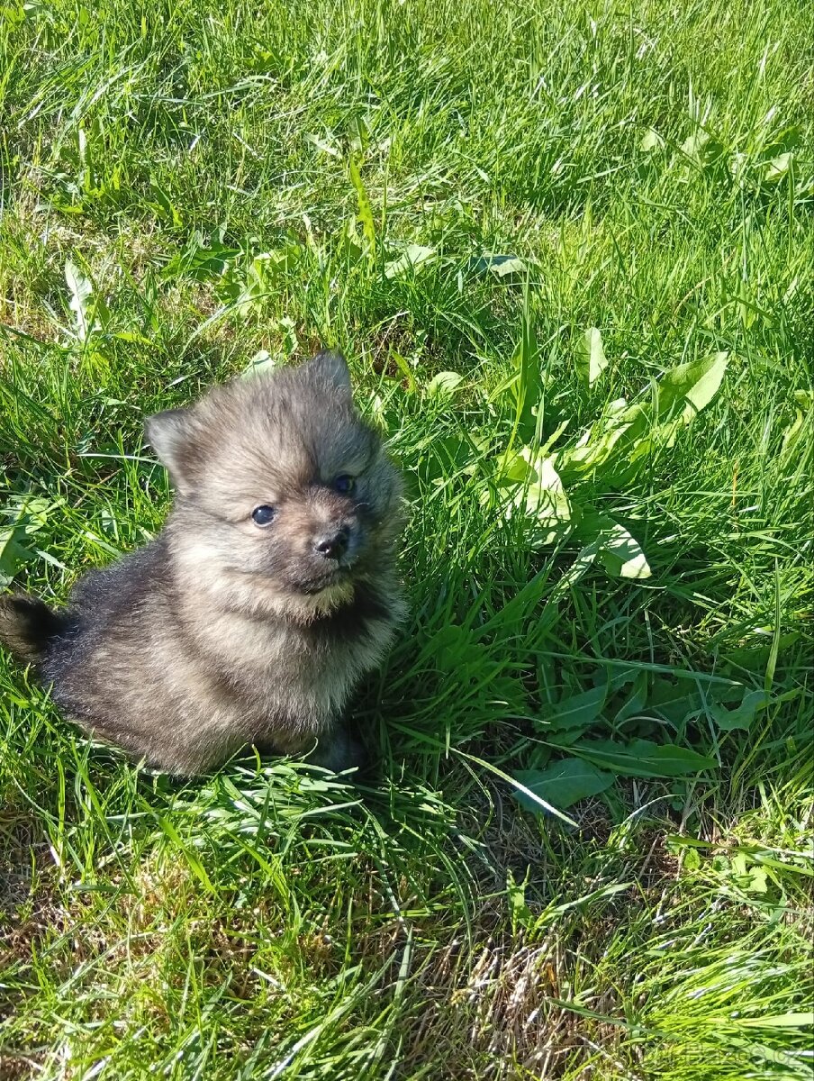 Německý špic/Pomeranian - 5