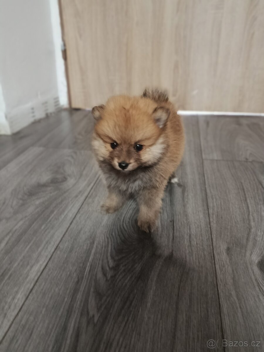 Pomeranian - 5
