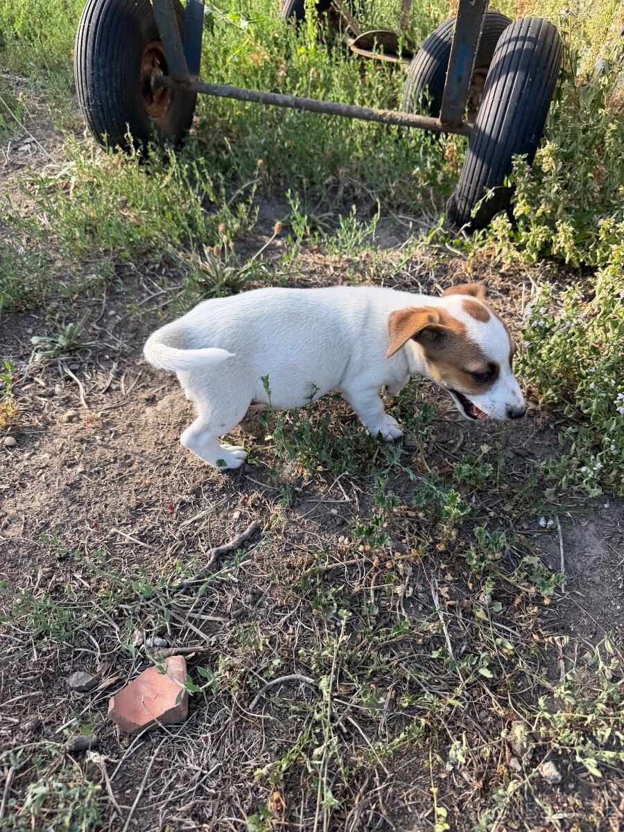 Jack Russell - 5