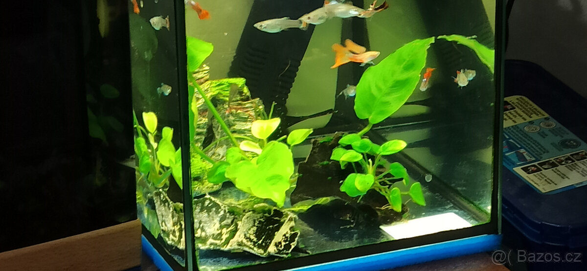 Paví očka a Endlerky - 5