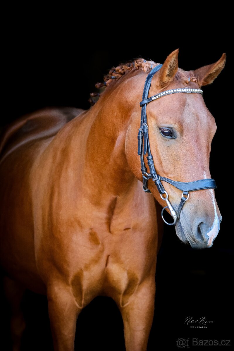 Pony do sportu ,valach 135cm - 5