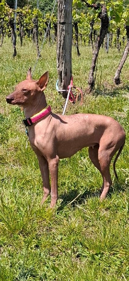 Peruánský naháč střední - 5