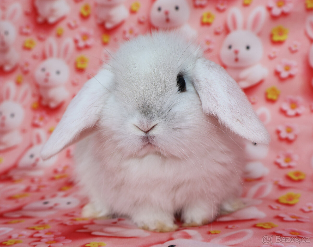 Zakrslý beránek NHD samička - 5