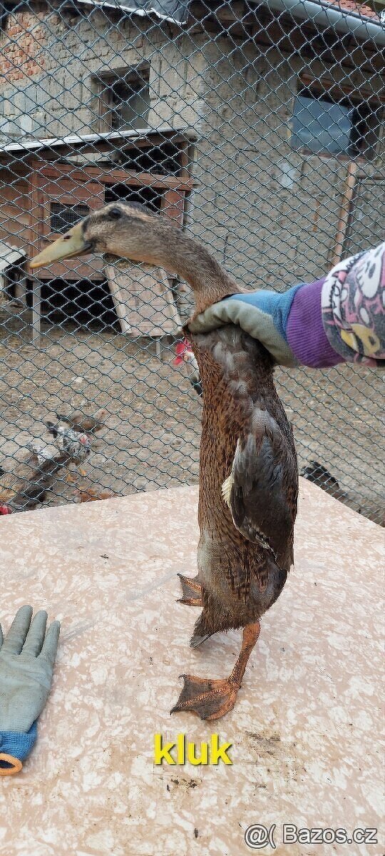 Indický běžec - 5