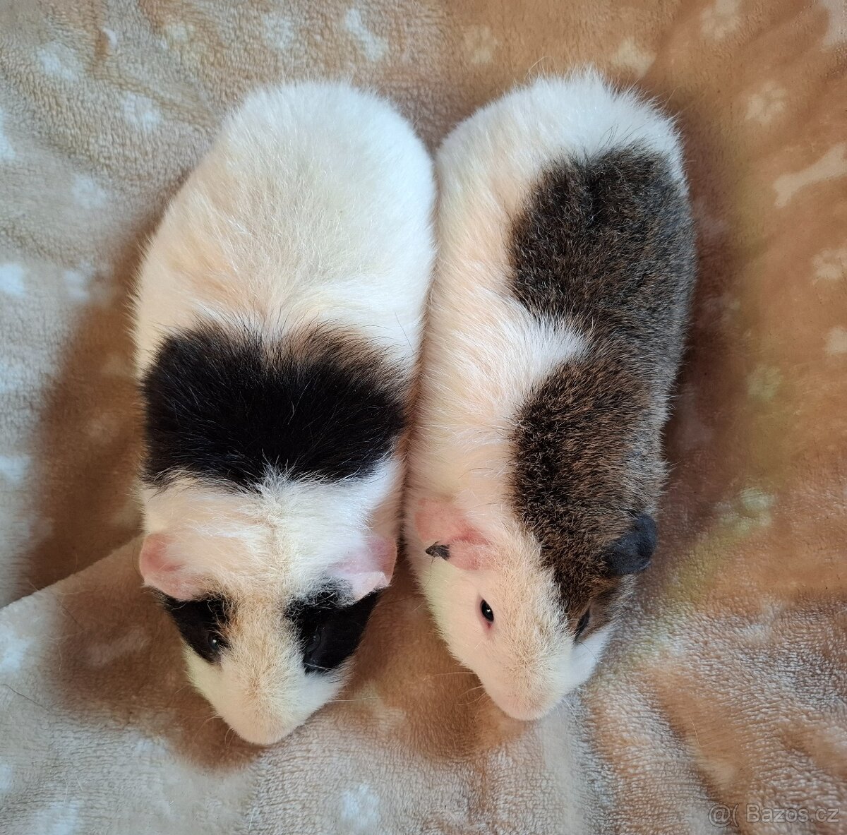 Morče - dva bráškové Zen a Bim, US Teddy - 5