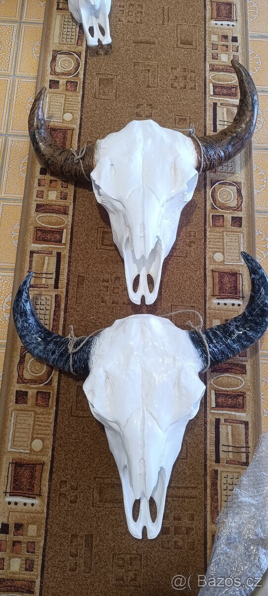 Lebka býka longhorn, bůvol, bizon - 5