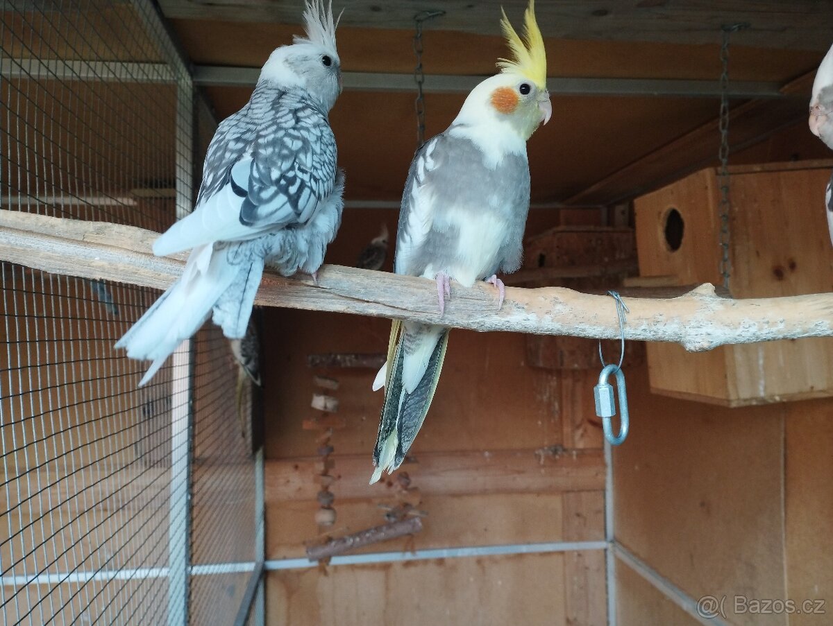 Korela chocholava - 5