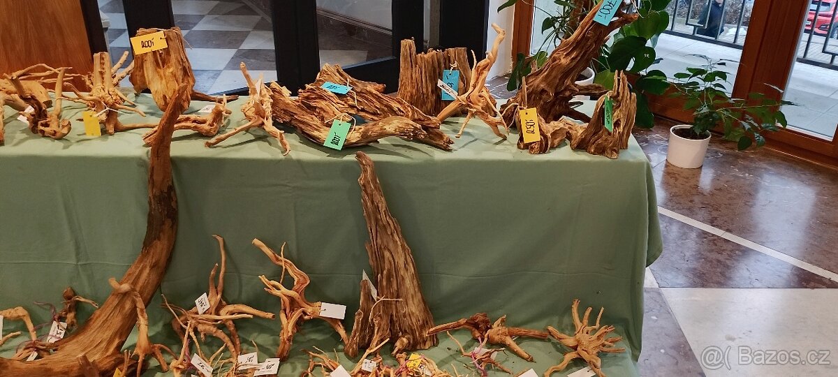 Mečovka papouščí - 5