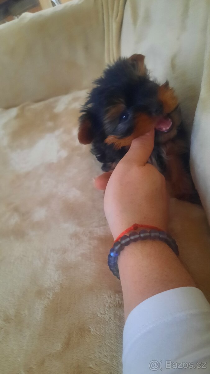 Prodám yorkšírský teriér - 5