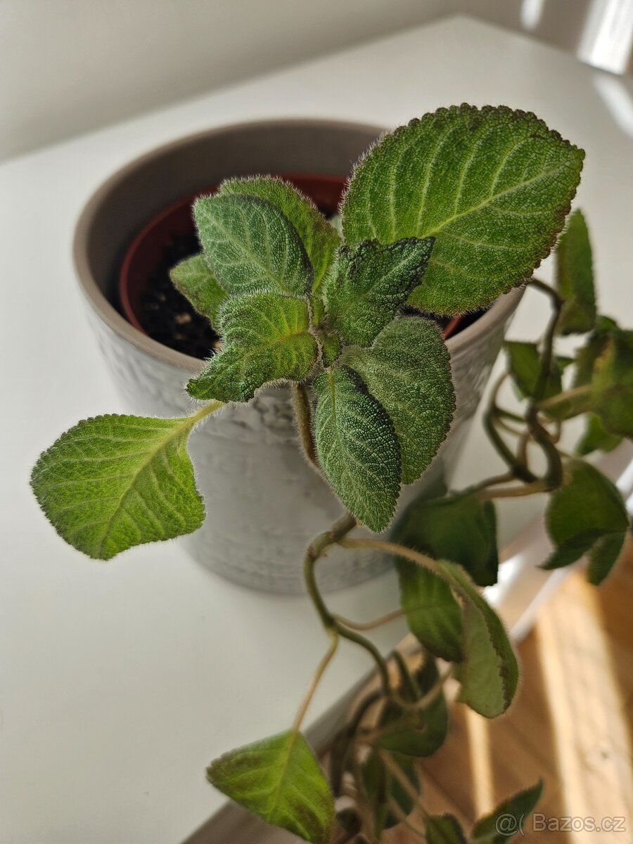 Episcia cupreata - 5