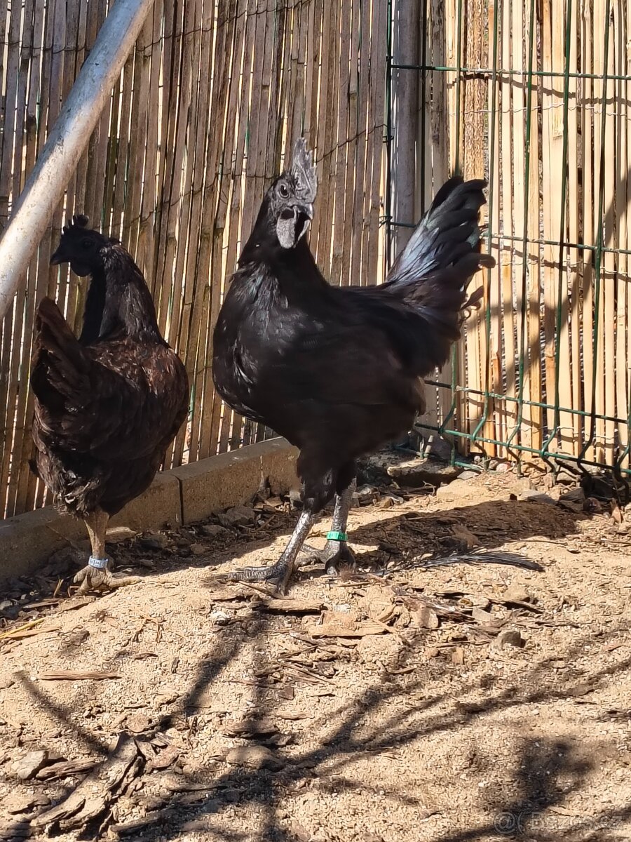 Ayam Cemani mladý pár - 5