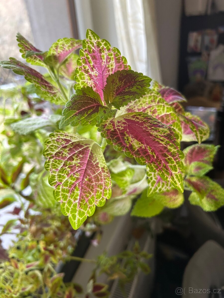 Africke koprivy, hosty, trvalky - 5