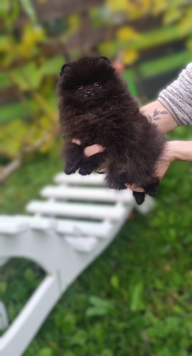 Pomeranian s PP k rezervaci - 5