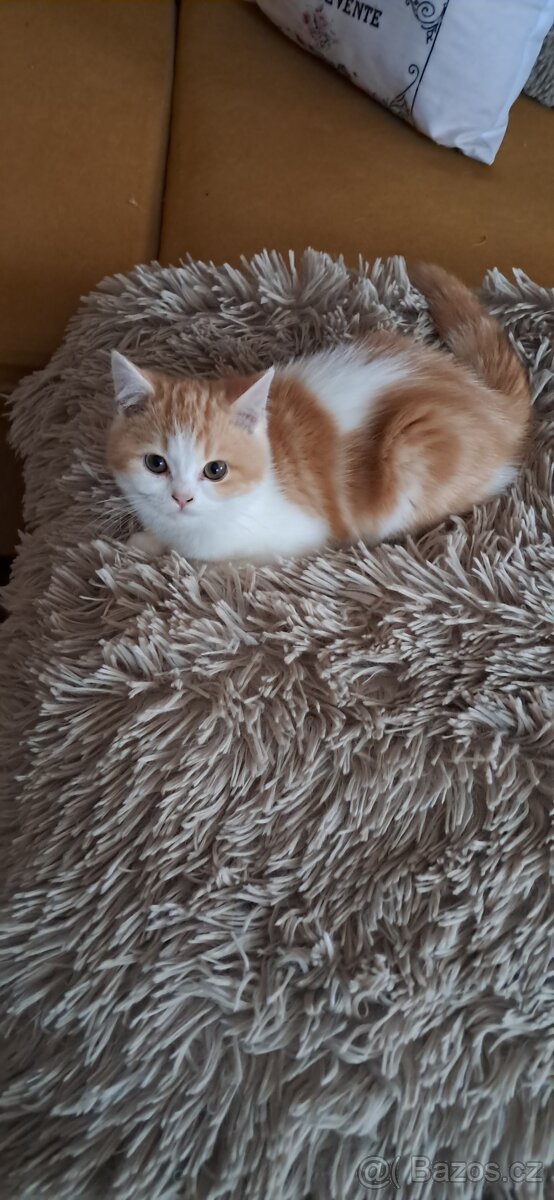 Britská koťátka s PP - 5