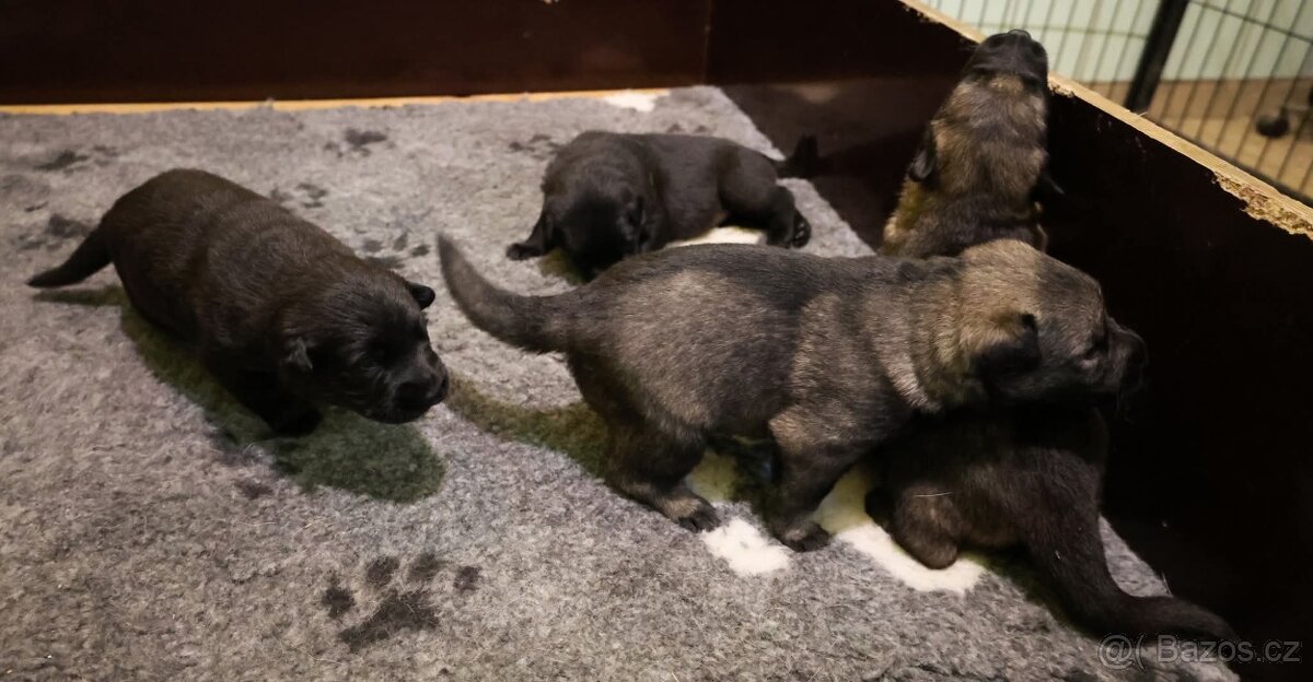 Německý ovčák štěňata s PP - 5