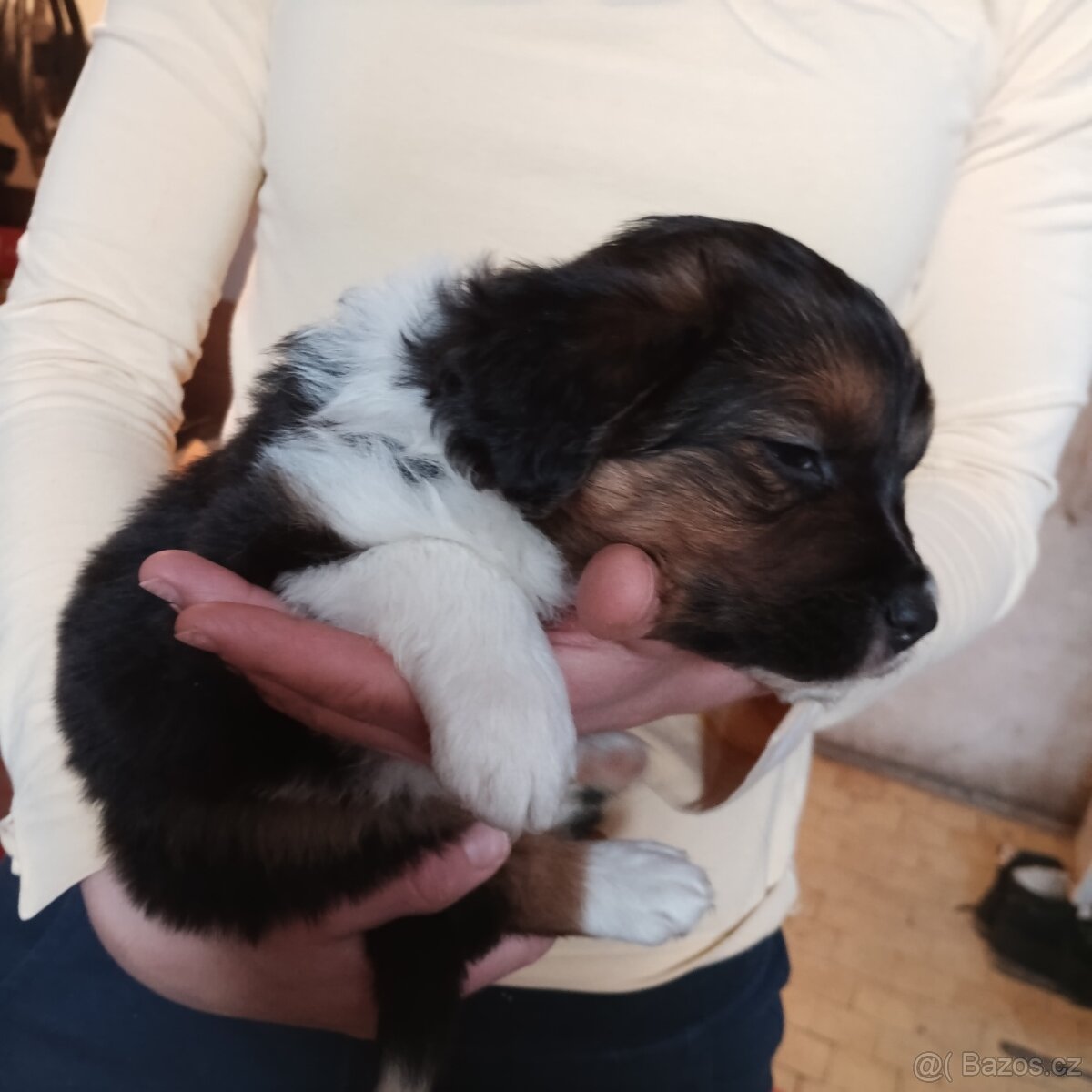 Border kolie bez PP - 5