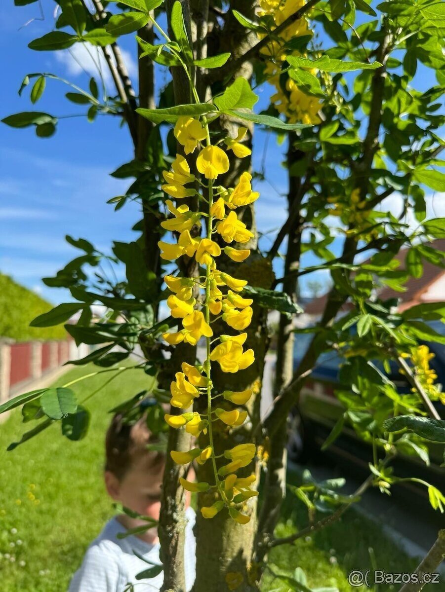 Čimišník medonosný kvetoucí živý plot - 5