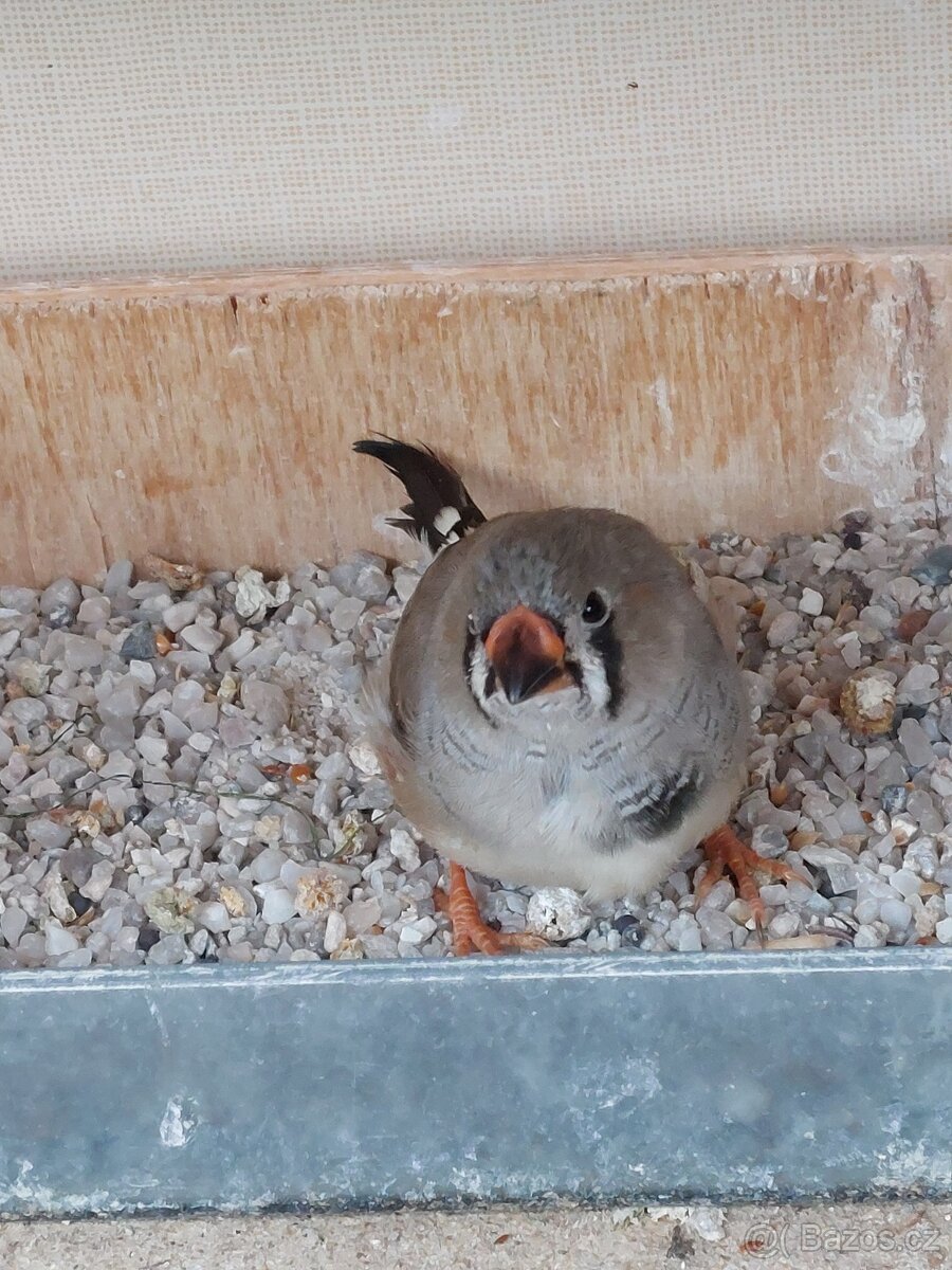 Zebřička pestrá - 5