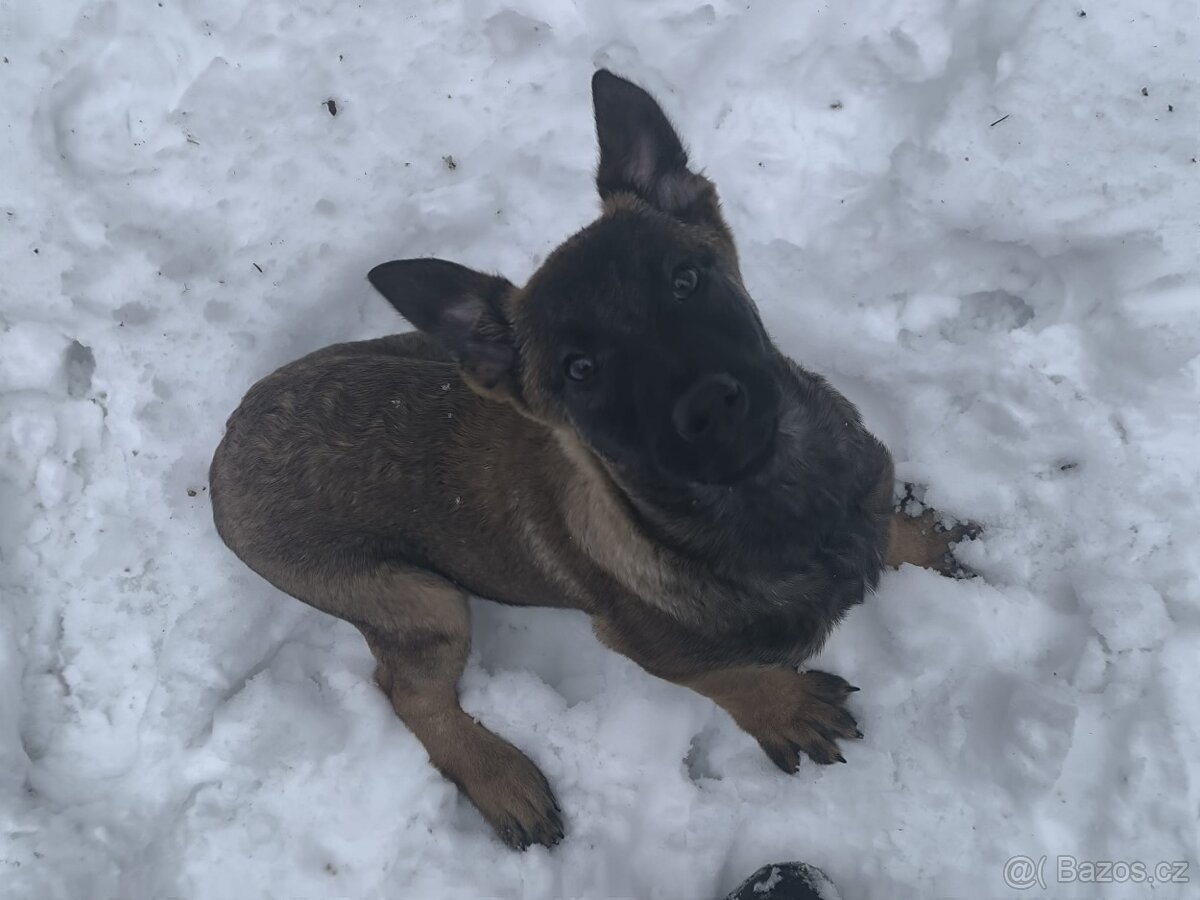 Belgicky ovcak malinois - 5